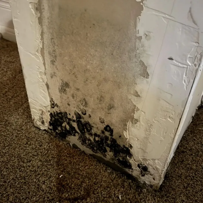 Professional Mold Removal in Nicholas County, KY